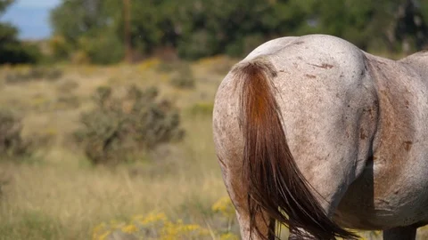 HD, Slow motion. Detail plan of the tail of a mare moving to scare the flies Stock Footage 102376047
