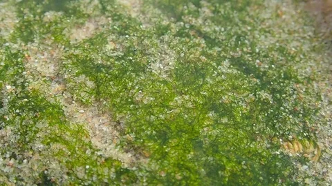 HD. Slow motion Flat worm (Symsagittifera roscoffensis) in the sand of the beach Stock Footage 82618155