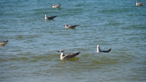 HD, Slow Motion, group of seagulls in the sea. Stock Footage 98756417