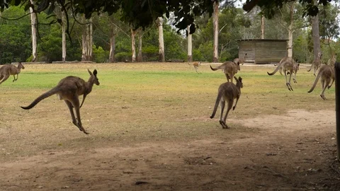 HD, Slow motion. Image of a group of kangaroos (Macropodidade) jumping Video stock 100359165