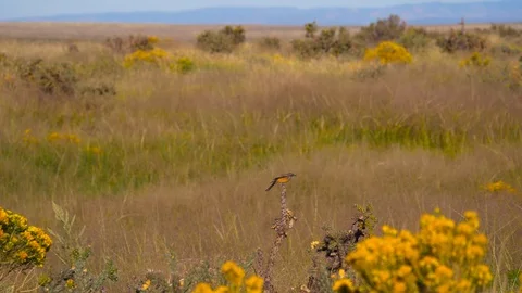 HD, slow motion. Image of a Llanero flycatcher (Sayornis saya) flying Stock Footage 102376696