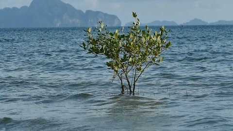 HD slow motion lone tree in the water Video stock 109248142