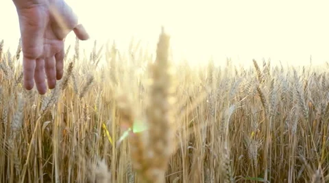 HD SLOW-MOTION:   Man Touching Wheat Video stock 51779722