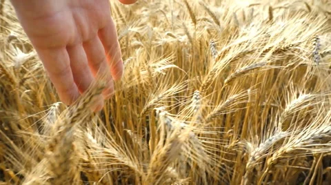 HD SLOW-MOTION:   Man Touching Wheat Video stock 52431756