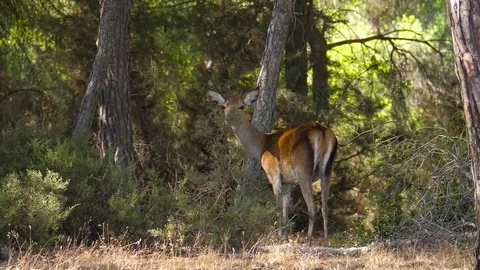 HD, Slow motion. Medium shot of a deer female behind scrub Stock Footage 85266349