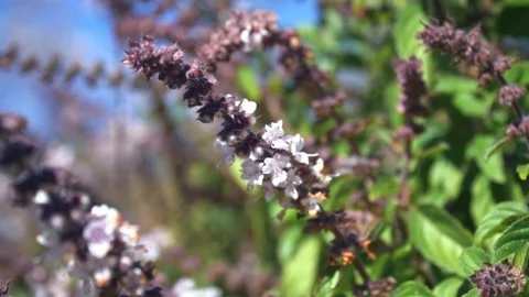 HD Slow motion of mint shrub flowering in California. Stock Footage