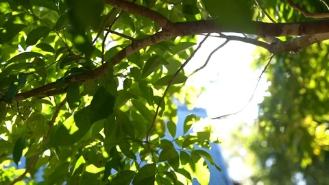 HD Slow Motion Pan Sunlight In Leaves Stock Footage 124301058