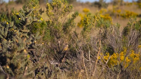 HD, Slow Motion. Plains Flycatcher (Sayornis saya) arranging its plumage Stock Footage 102376737
