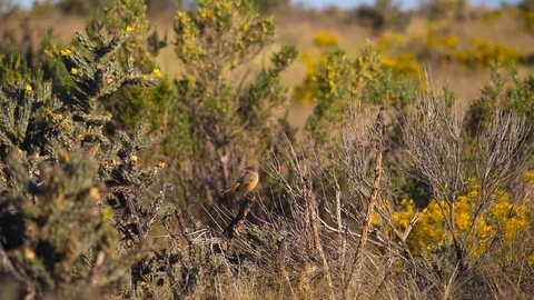 HD, Slow Motion. Plains Flycatcher (Sayornis saya) arranging its plumage Stock Footage 102376746