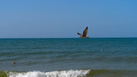 HD, Slow Motion, seagull flying over the sea Stock Footage 98756434