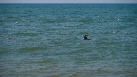 HD, Slow Motion, seagull flying over the sea Stock Footage 98756450
