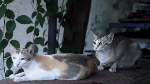 A HD slow-motion shot of two domestic cats resting peacefully. Stock Footage 341119930