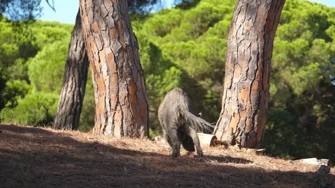 HD Slow motion. Small boar (Sus scrofa) looking for food on the forest floor Stock Footage 85266487