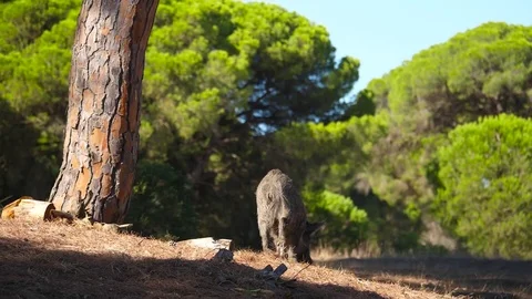 HD Slow motion. Small boar (Sus scrofa) looking for food on the forest floor Stock Footage 85266504