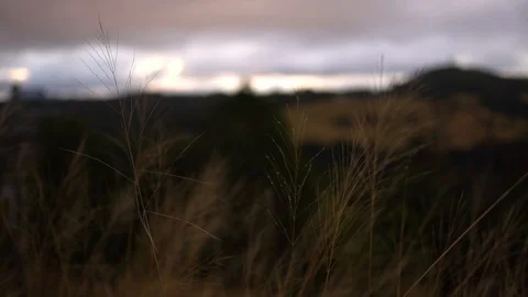 HD Slow Motion Tall Grass Swaying in Wind during Sunset Stock Footage 124353329