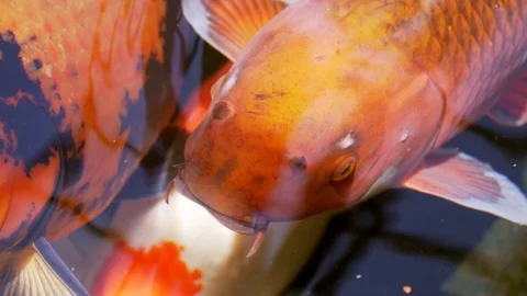 HD Slow Motion of two fancy carps opening mouths like singing. Koi fishes. 스톡 동영상 95346504
