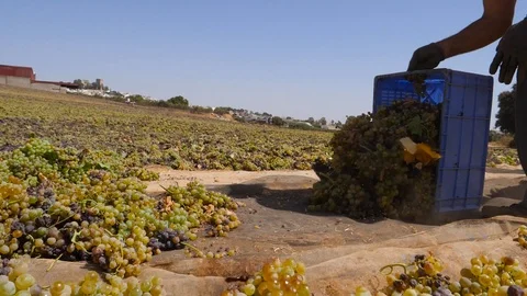 HD slow motion, two grape pickers empty boxes of grapes on a mat. Stock Footage 92845358
