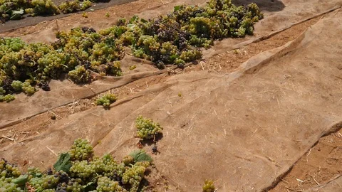 HD slow motion, two grape pickers empty boxes of grapes on a mat. Stock Footage 92845378