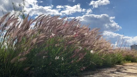 HD slow motion video of fluffy ears grass swagging on the wind Stock Footage 129977376