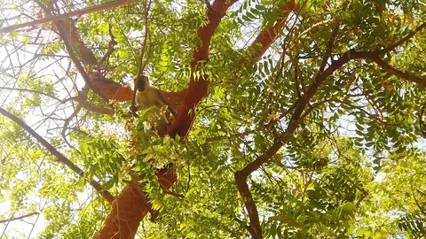 HD slow motion video of Macaque sitting on the tree Stock Footage 108516706