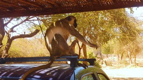 HD slow motion video of Macaque sitting on the car Stock Footage 108516866