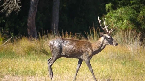 HD, Slow motion. Young stag of red deer (Cervus elaphus) walking Video stock 85266360