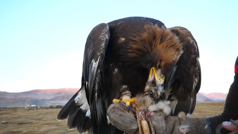 HD, slow motion.Mongolian eagle eating a prey in the hand of his falconer Stock-Footage 99363385