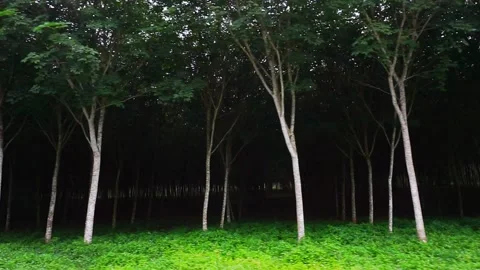 HD slow Para rubber tree 5 Video stock 162605770