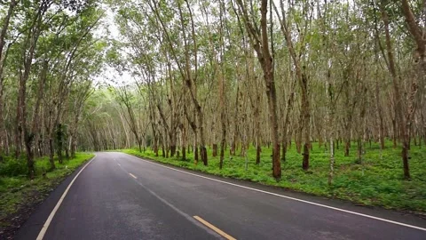 HD slow Para rubber tree 3 Video stock 162605853