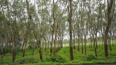 HD slow Para rubber tree 1 Video stock 162606198