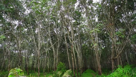 HD slow Para rubber tree 2 Video stock 162798548