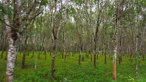 HD slow Para rubber tree 6 Video stock 162806141