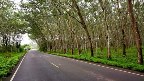 HD slow Para rubber tree Video stock 163819854