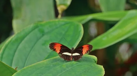 HD - Small Butterfly Stock Footage 52462523