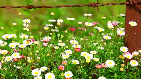 HD: Small spring colour flowers and green grass in the wind, 1920x1080 Stock Footage 46796198