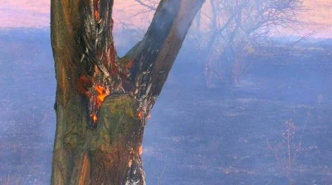 HD Smoking burning tree, closeup 库存影片 596861