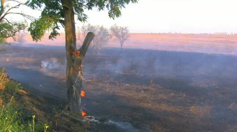 HD Smoking burning tree Stock-Footage 596908