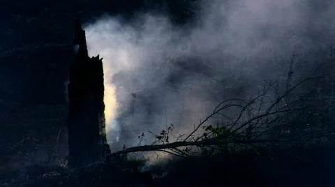 HD Smoking burnt tree, closeup Stock-Footage 596855