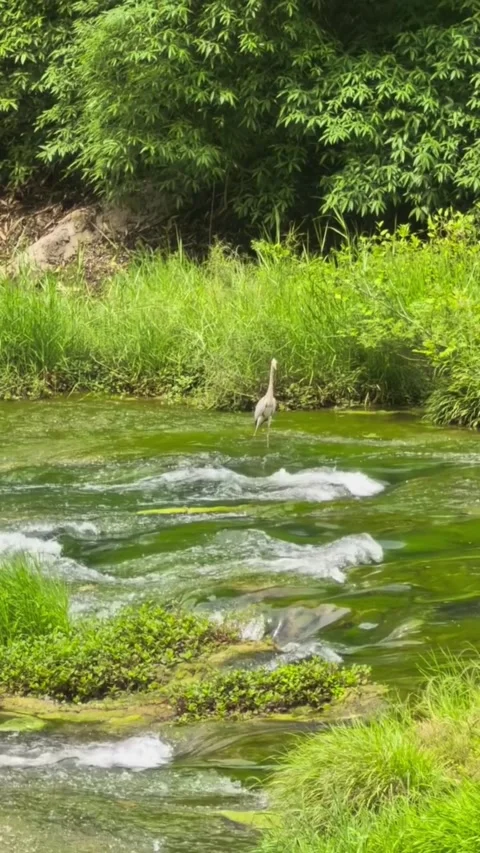 HD smooth motion footage of elegant heron wading in serene freshwater river with Stockbeeldmateriaal 333605284