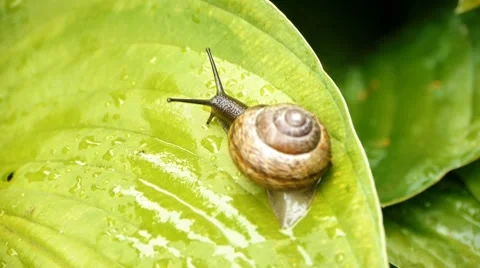 HD - Snail Video stock 7741012