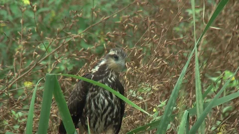 HD Snail Kite 1 Stock Footage 72968163