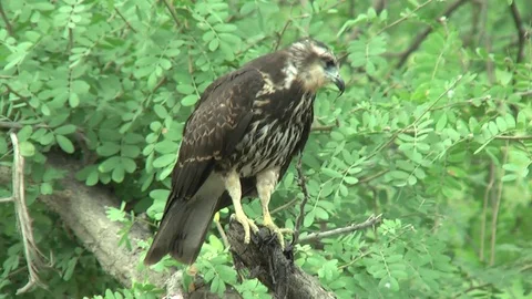 HD Snail Kite 2 Stock Footage 72396178