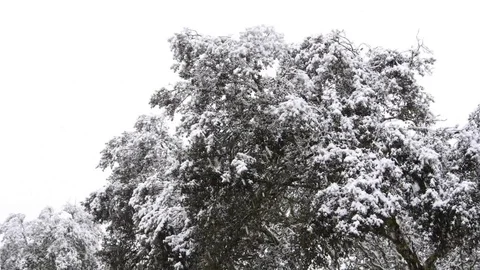 HD The snow falls copiously on a cork oak Stock Footage 82619450