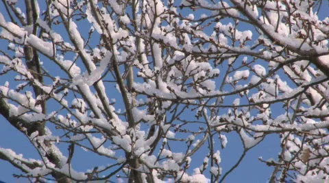 HD Snowbound branches on blue sky background Stock-Footage 742060