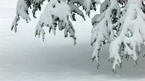 HD Snowcapped branches Stock-Footage 623782