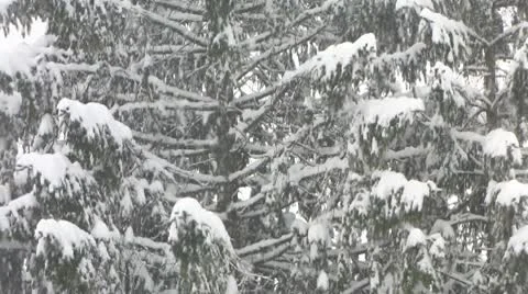 HD: Snowing Stock Footage 10289925