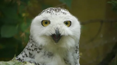 HD - Snowy Owl Stock Footage