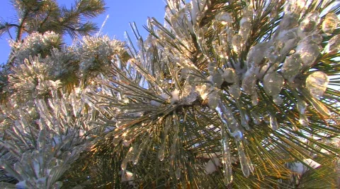 HD Sparkling spruce tree on clear sky background 库存影片 623761