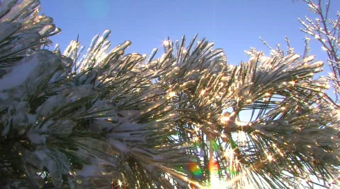 HD Sparkling spruce tree on contrast of bare tree  Stock Footage 623769
