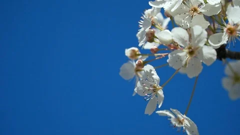 HD Spring background with blue sky and white blooming of decorative pear tree 스톡 동영상 102689114